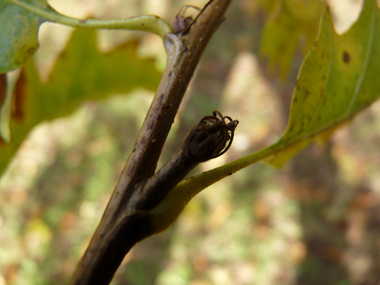 Petits bourgeons pointus dotés de petits fils. Agrandir dans une nouvelle fenêtre (ou onglet)